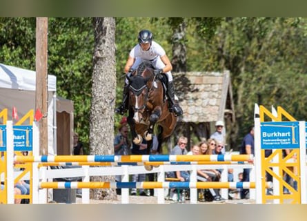 Cheval de sport allemand, Étalon, Poulain (05/2024), Bai brun