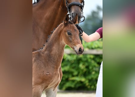 Cheval de sport allemand, Étalon, Poulain (05/2025), Bai brun