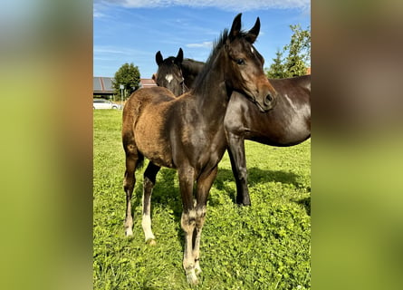 Cheval de sport allemand, Étalon, Poulain (04/2024), Bai brun foncé