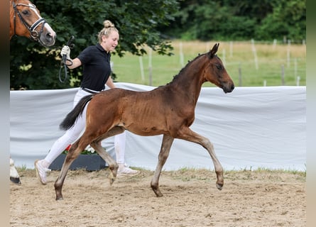 Cheval de sport allemand, Étalon, Poulain (04/2024), Bai brun foncé