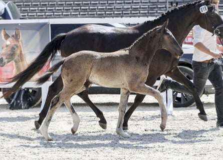 Cheval de sport allemand, Étalon, Poulain (04/2025), Bai brun foncé