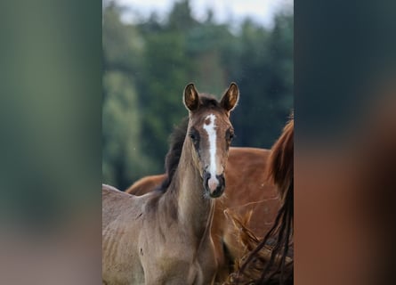 Cheval de sport allemand, Étalon, Poulain (05/2024), Bai brun foncé