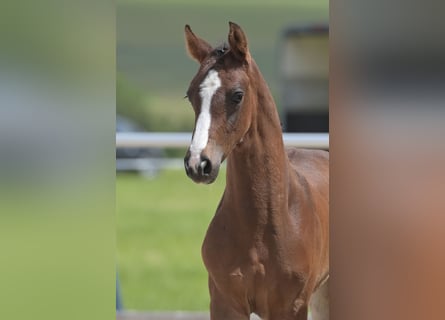 Cheval de sport allemand, Étalon, Poulain (05/2024), Bai brun foncé