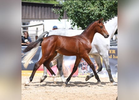 Cheval de sport allemand, Étalon, Poulain (02/2025), Bai