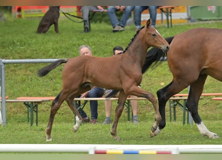 Cheval de sport allemand, Étalon, Poulain (05/2024), Bai