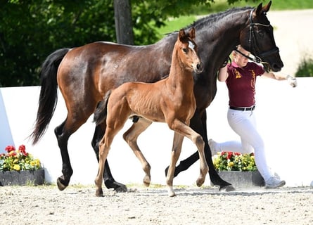 Cheval de sport allemand, Étalon, Poulain (05/2025), Bai