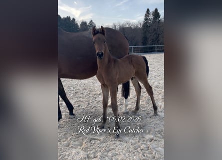 Cheval de sport allemand, Étalon, Poulain (02/2026), Bai