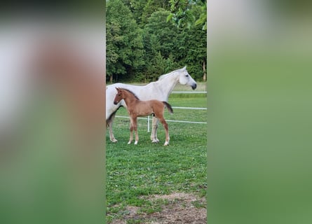 Cheval de sport allemand, Étalon, , Bai