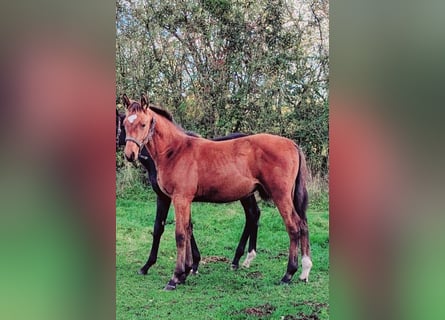 Cheval de sport allemand, Étalon, Poulain (05/2025), Bai