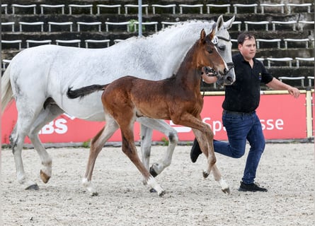 Cheval de sport allemand, Étalon, Poulain (04/2024), Bai