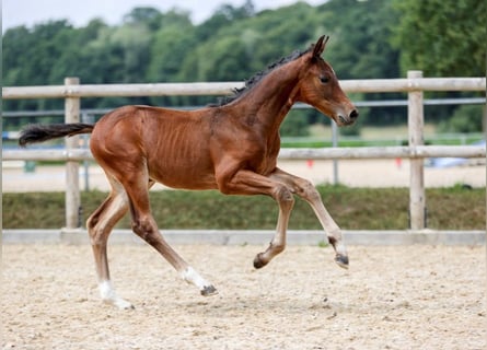 Cheval de sport allemand, Étalon, Poulain (06/2025), Bai