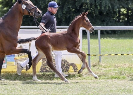 Cheval de sport allemand, Étalon, Poulain (05/2025), Bai