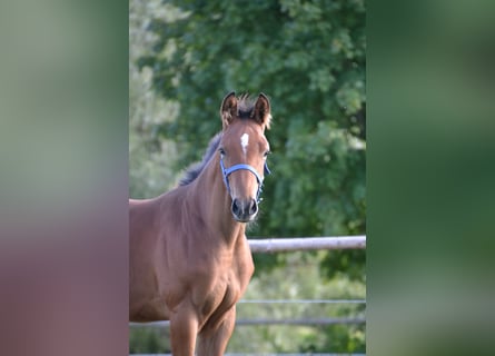 Cheval de sport allemand, Étalon, Poulain (04/2025), Bai