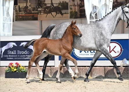 Cheval de sport allemand, Étalon, Poulain (05/2025), Bai