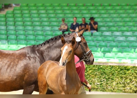 Cheval de sport allemand, Étalon, Poulain (04/2024), Bai