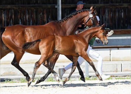 Cheval de sport allemand, Étalon, Poulain (05/2024)