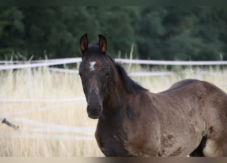 Cheval de sport allemand, Étalon, Poulain (01/2026)
