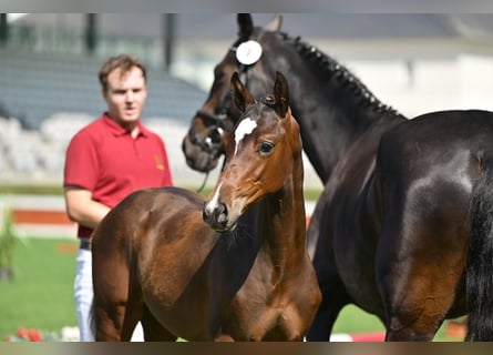 Cheval de sport allemand, Étalon, Poulain (04/2025)