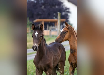 Cheval de sport allemand, Étalon, Poulain (06/2024), Noir