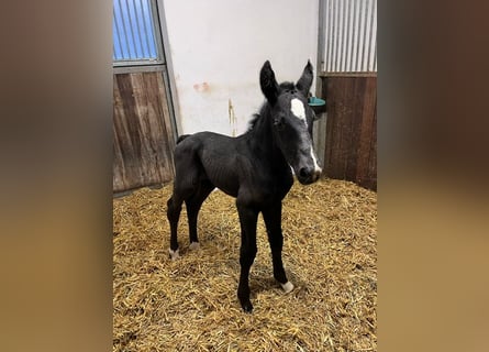 Cheval de sport allemand, Étalon, , Noir