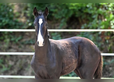 Cheval de sport allemand, Étalon, Poulain (04/2024), Noir