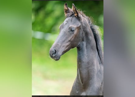 Cheval de sport allemand, Étalon, , Noir