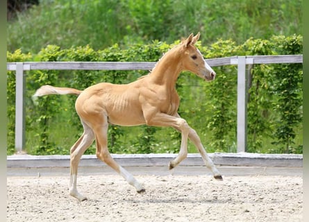 Cheval de sport allemand, Étalon, Poulain (05/2024), Palomino