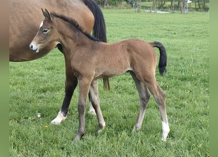 Cheval de sport allemand, Étalon, , Peut devenir gris