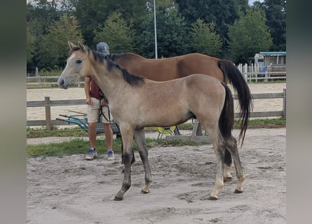 Cheval de sport allemand, Étalon, Poulain (04/2025), Peut devenir gris