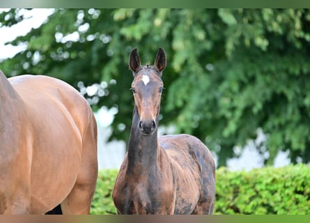 Cheval de sport allemand, Étalon, Poulain (04/2023), Peut devenir gris