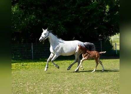 Cheval de sport allemand, Étalon, , Peut devenir gris