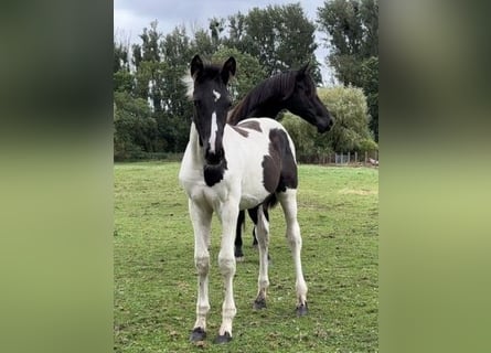 Cheval de sport allemand, Étalon, Poulain (05/2024), Tobiano-toutes couleurs