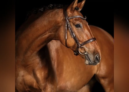 Cheval de sport allemand, Hongre, 10 Ans, 163 cm, Bai