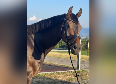 Cheval de sport allemand, Hongre, 10 Ans, 167 cm, Bai brun