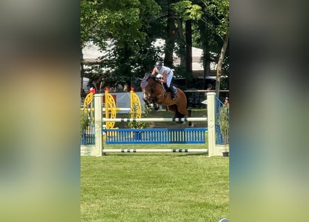 Cheval de sport allemand, Hongre, 10 Ans, 167 cm, Bai