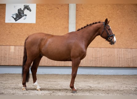 Cheval de sport allemand, Hongre, 10 Ans, 168 cm, Alezan
