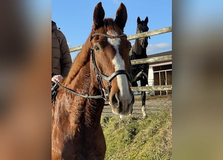 Cheval de sport allemand, Hongre, 10 Ans, 172 cm, Alezan