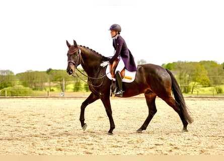 Cheval de sport allemand, Hongre, 10 Ans, 174 cm, Bai brun foncé