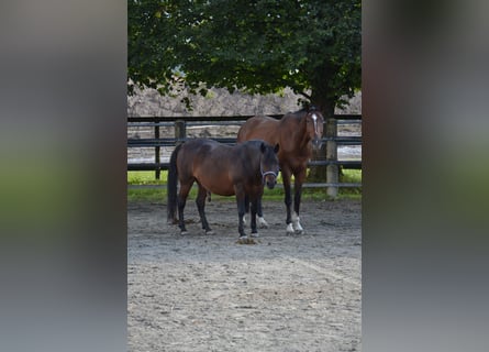 Cheval de sport allemand, Hongre, 10 Ans, 176 cm, Bai