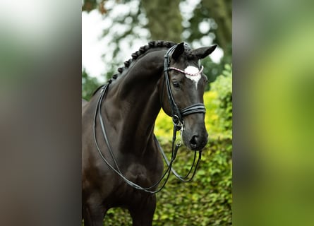 Cheval de sport allemand, Hongre, 11 Ans, 165 cm, Noir