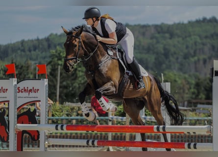 Cheval de sport allemand, Hongre, 11 Ans, 168 cm, Bai brun