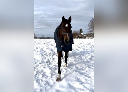 Cheval de sport allemand, Hongre, 11 Ans, 172 cm, Bai