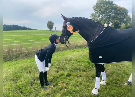 Cheval de sport allemand, Hongre, 11 Ans, 174 cm, Bai brun foncé