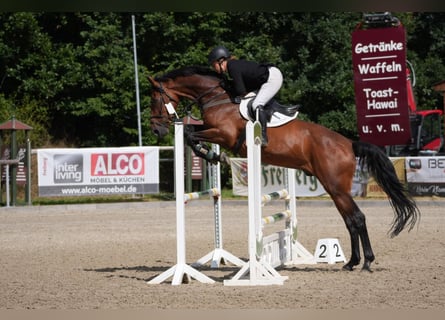 Cheval de sport allemand, Hongre, 12 Ans, 173 cm, Bai