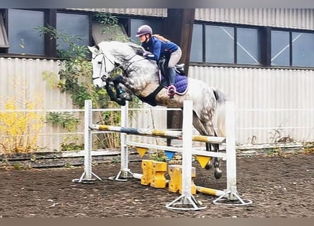 Cheval de sport allemand, Hongre, 12 Ans, 173 cm, Gris pommelé