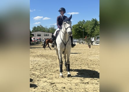 Cheval de sport allemand, Hongre, 12 Ans, 178 cm, Gris
