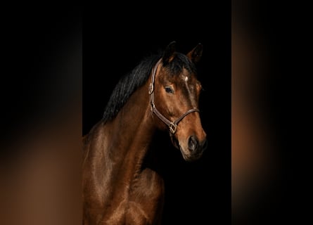 Cheval de sport allemand, Hongre, 13 Ans, 175 cm, Bai