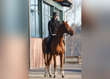 Cheval de sport allemand, Hongre, 14 Ans, 174 cm, Alezan