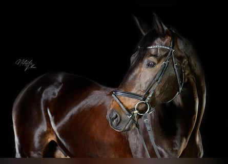 Cheval de sport allemand, Hongre, 15 Ans, 168 cm, Bai brun