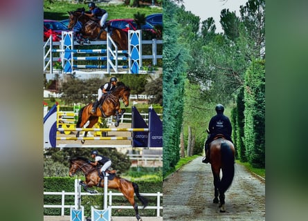 Cheval de sport allemand, Hongre, 15 Ans, 170 cm, Bai cerise